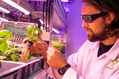 Charlie Guy inspects a plant in a lab.